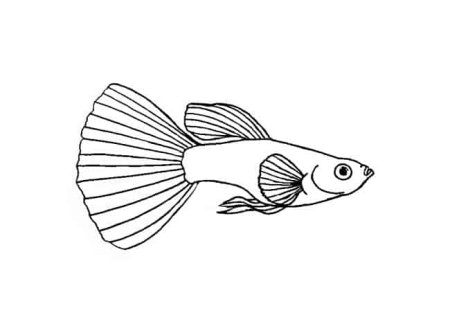 Рыбка гуппи рисунок по шагам