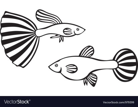 Рыбка гуппи раскраска