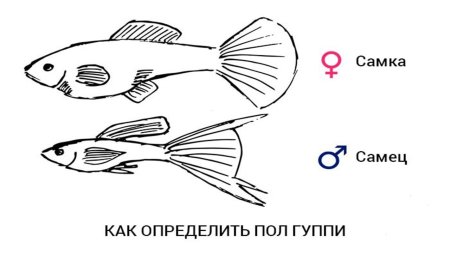 Гуппи рыбки самки и самцы различие