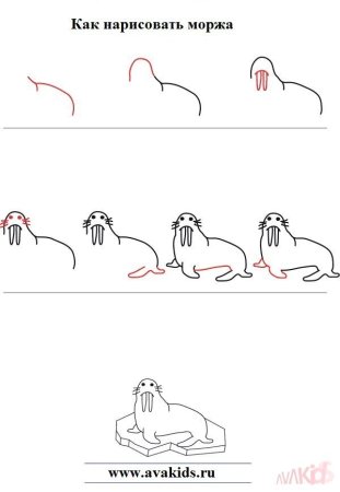 Как нарисовать моржа