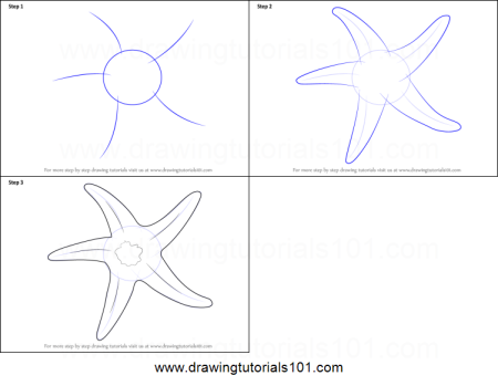 Поэтапное рисование морской звезды