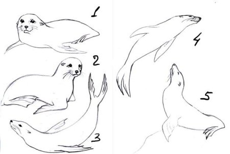 Как рисовать морского котика