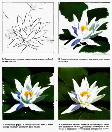 Нарисовать кувшинку