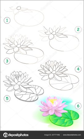 Рисование кувшинки в старшей группе