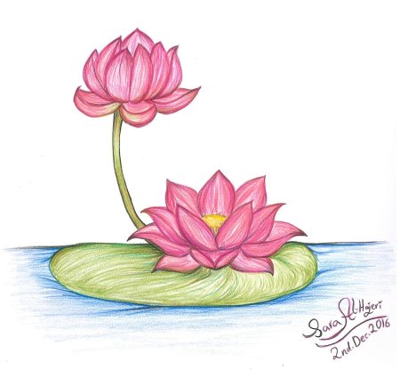 Кувшинка рисунок карандашом