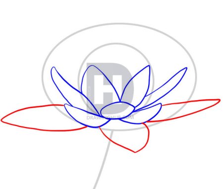 Поэтапное рисование кувшинки