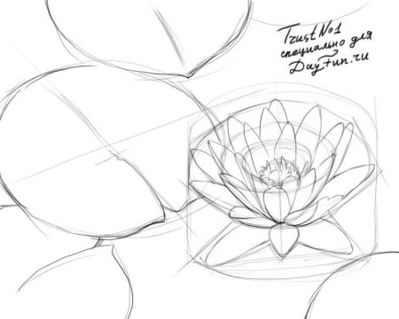 Кувшинка карандашом