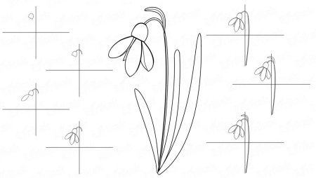 Подснежник рисунок карандашом