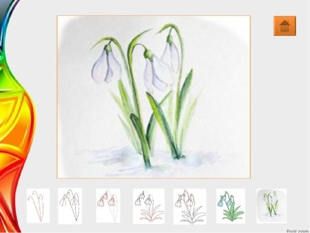 Поэтапное рисование подснежника