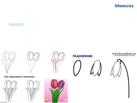 Строение подснежника схема