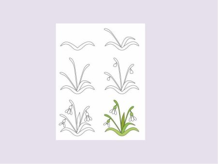 Этапы рисования подснежника для детей