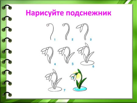 Строение подснежника для детей