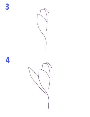 Пошаговое рисование подснежника