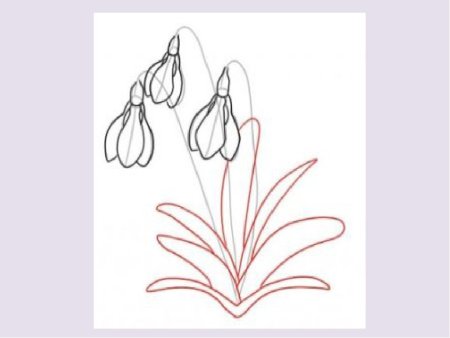 Пошаговое рисование подснежника