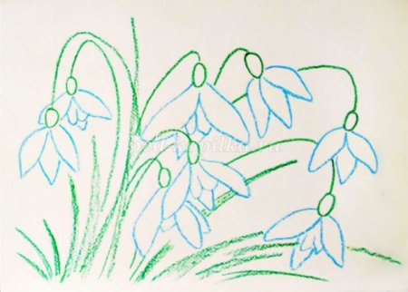 Подснежник рисунок карандашом