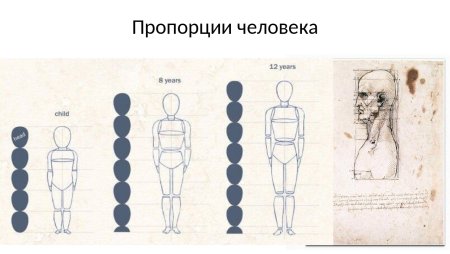 Пропорции головы человека