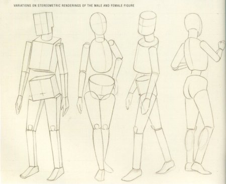 Пропорции тела референс