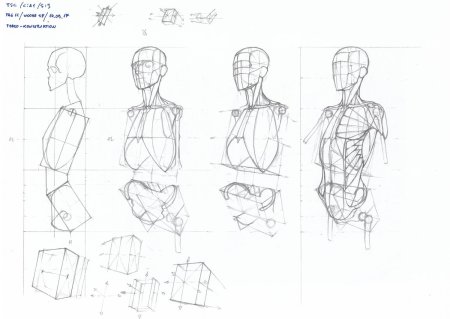 Баммес пропорции человека