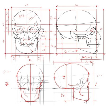 Эндрю Лумис пропорции головы