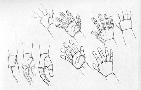 Анатомия рук кисти рук референс