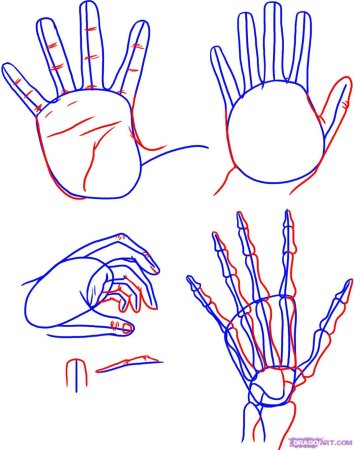 Поэтапное рисование рук