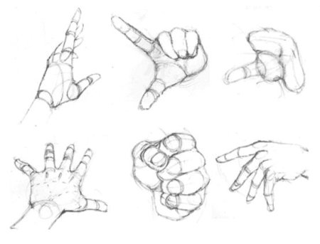 Строение руки человека кисть референс