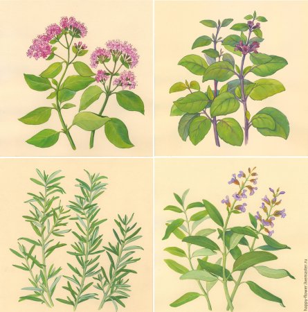 Иллюстрации пряные травы