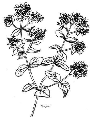 Душица обыкновенная (Origanum vulgare)