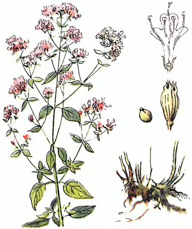 Душица обыкновенная Фармакогнозия