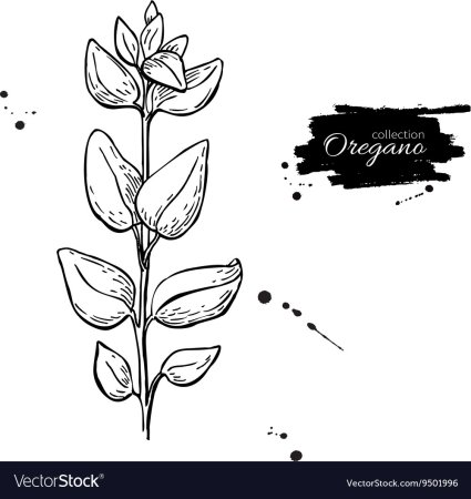 Орегано рисунок