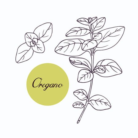 Душица, орегано вектор