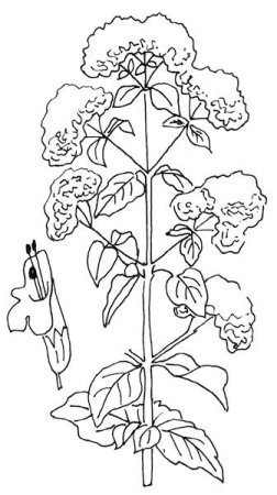 Душица обыкновенная