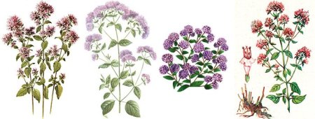 Душица рисунок