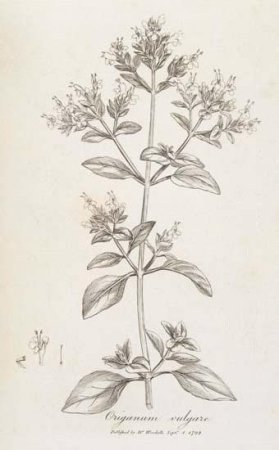 Душица обыкновенная Ботанический рисунок