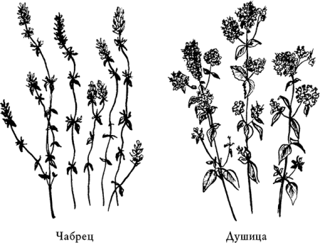 Душица тимьян орегано