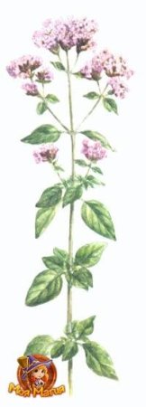 Чабрец или душица