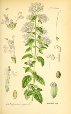 Origanum vulgare гербарий