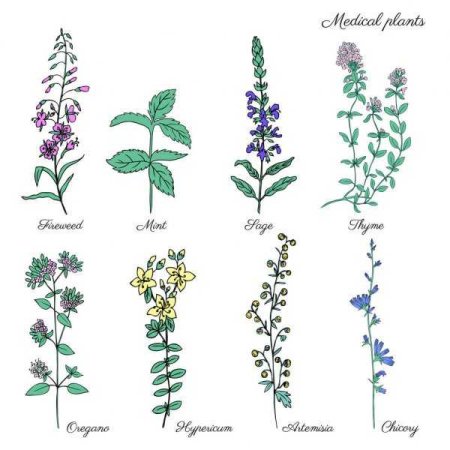 Травы лекарственные эскиз