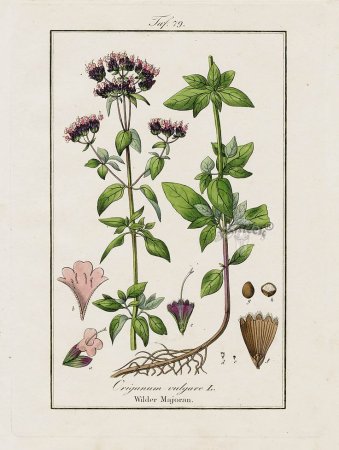 Душица обыкновенная Фармакогнозия