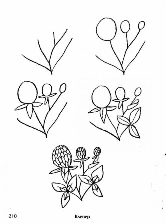 Поэтапное рисование растений для дошкольников