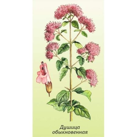 Душица обыкновенная ГФ