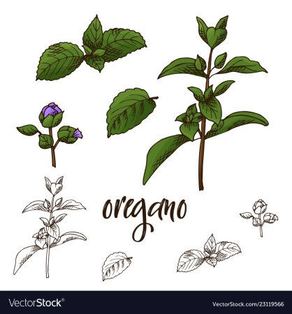 Орегано рисунок