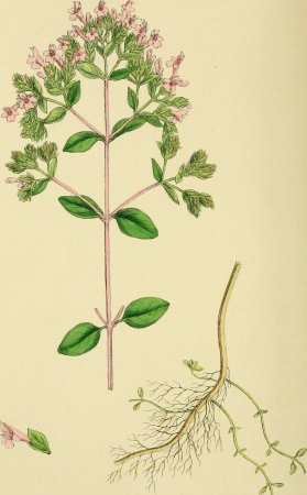 Душица обыкновенная ботаника