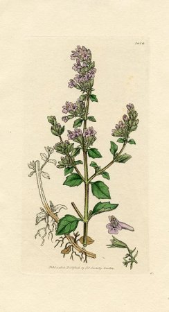 Чабрец Ботаническая иллюстрация