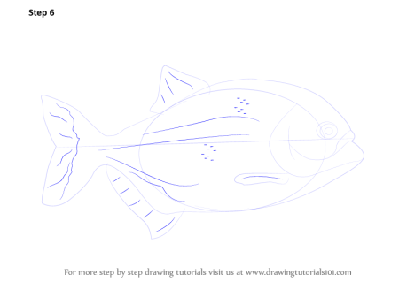 Нарисовать пиранью поэтапно