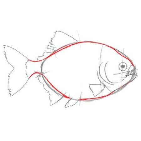 Поэтапное рисование Пиранья