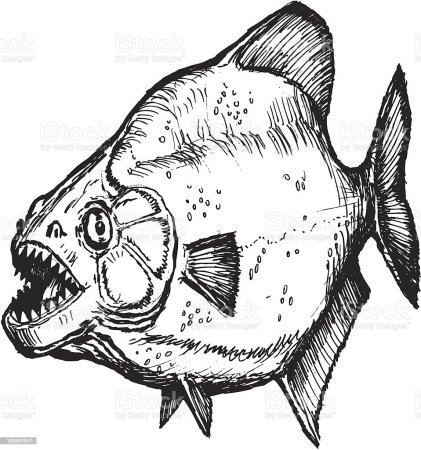 Пиранья рисунок карандашом