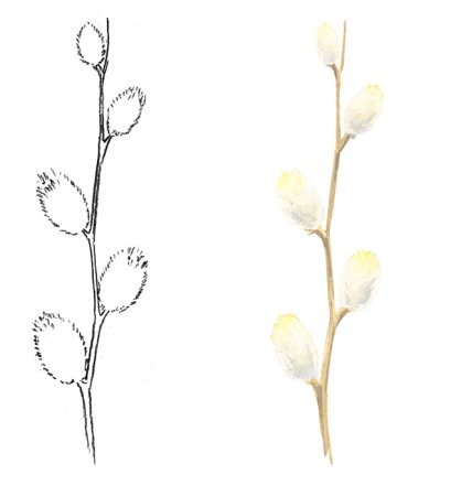 Ветка вербы поэтапность