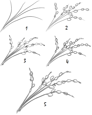 Нарисовать вербу