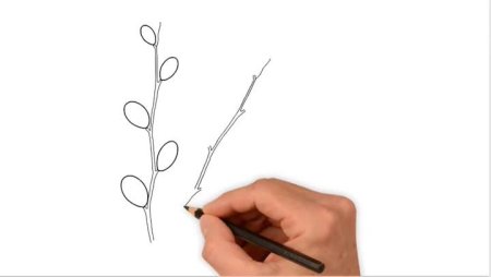 Верба рисунок